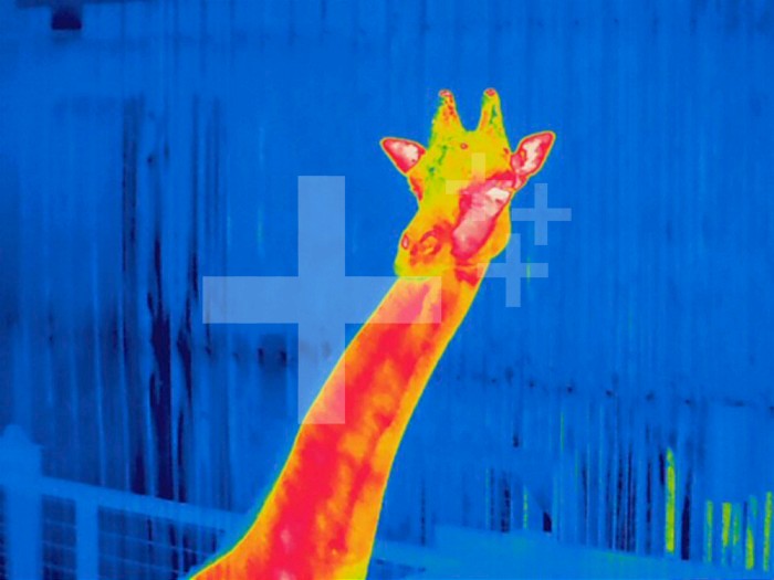 Thermogram of the head of a young Masai giraffe. The colors show temperature variation with the temperature scale running from white (warmest) through red, yellow, green and cyan, blue and black (coldest).