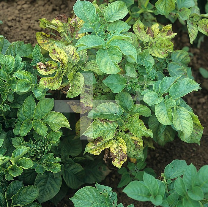 Magnesium deficiency symptoms on some Potato leaves (Solanum tuberosum).