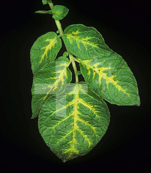 Chlorosis of veins caused by an overdose of metribuzin herbicide to a sensitive Potato variety (Solanum tuberosum).