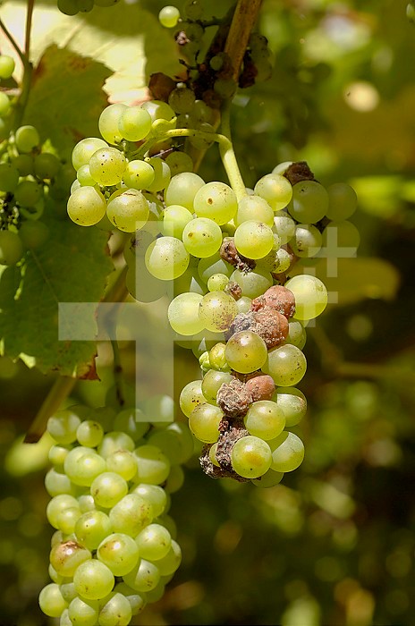 Gray Mold or Noble Rot (Botrytis cinerea) infection on Grapes (Vitis vinifera). England, UK.