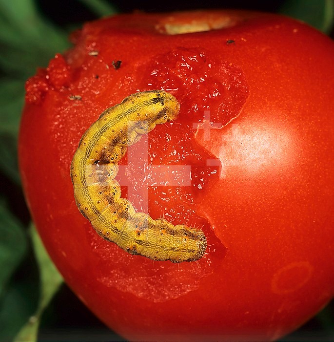 Tomato Fruitworm (Helicoverpa armigera) on a damaged Tomato fruit (Lycopersicon esculentum). Portugal.