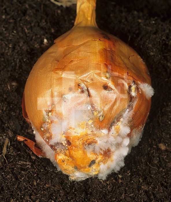 White Rot Mold (Sclerotium cepivorum) on an Onion bulb (Allium cepa).