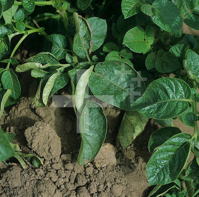 Potato Leaf Roll Virus (PLRV) symptoms on a Potato plant Scotland, UK.