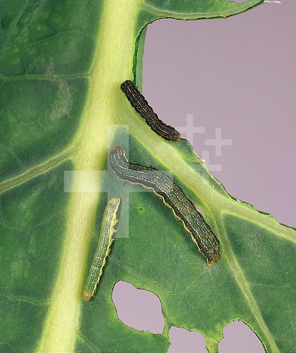 Cabbage Moth (Mamestra brassicae) caterpillars eating a Cabbage leaf (Brassica oleracea). England, UK.