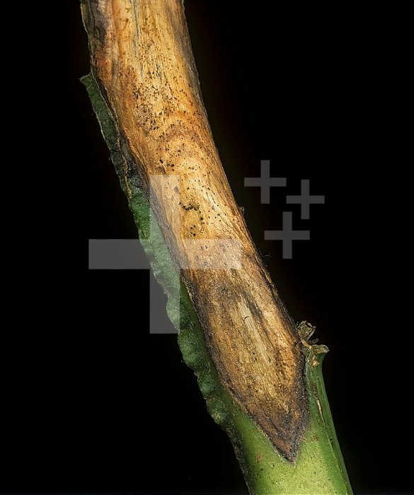 White Mold (Sclerotinia sclerotiorum) lesion on a Potato stem (Solanum tuberosum). Scotland, UK.