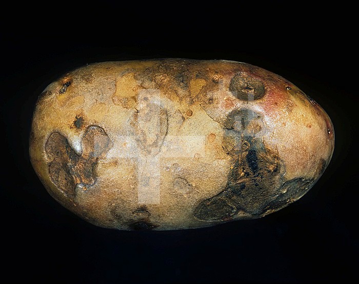 Gangrene (Phoma exigua var foveata) external symptoms on a diseased Potato tuber (Solanum tuberosum).