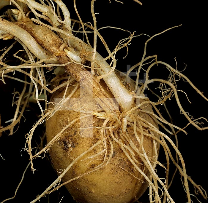 Symphylid (Scutigerella immaculata) damage to Potato stems, stolons, and roots (Solanum tuberosum). Scotland, UK.