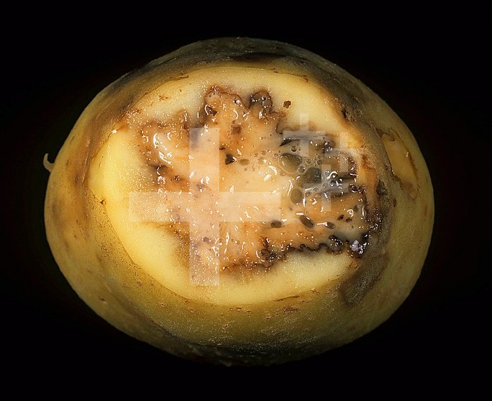 Ring Rot (Corynebacterium sepedonicum) internal damage to a Potato tuber (Solanum tuberosum). Maine, USA.