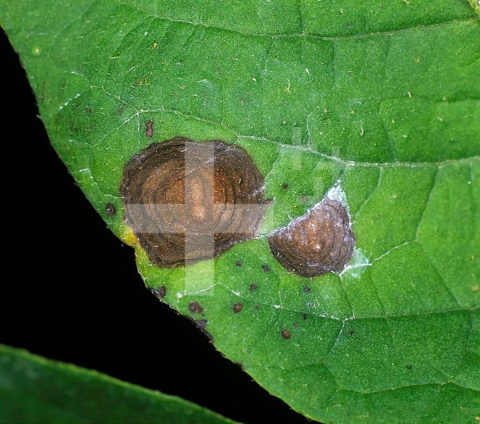 Potato Early Blight (Alternaria alternata) lesion on a Potato (Solanum tuberosum) leaf.
