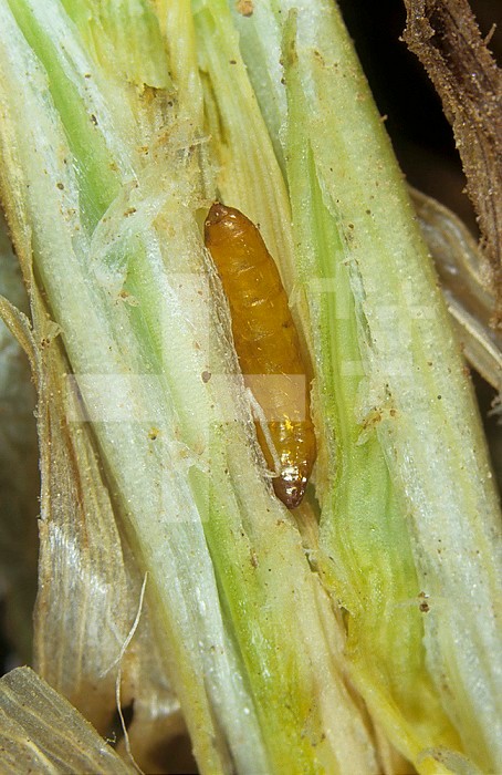 Gout Fly (Chlorops pumilionis) pupa in a Wheat stem (Triticum aestivum). England, UK.
