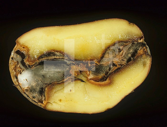 Gangrene seen in a sectioned Potato tuber (Solanum tuberosum) caused by a fungal pathogen (Phoma exigua).