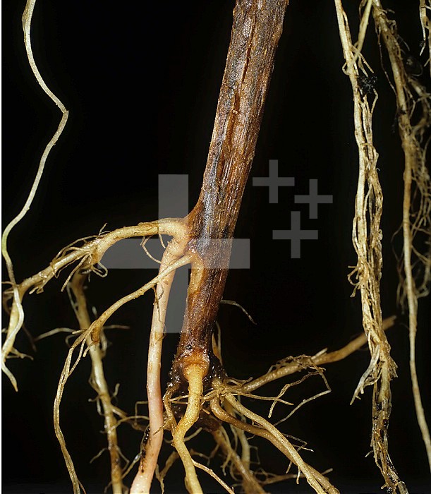 Black Dot blackened infected Potato stem base (Solanum tuberosum) caused by a fungal pathogen (Colletotrichum atramentarium).