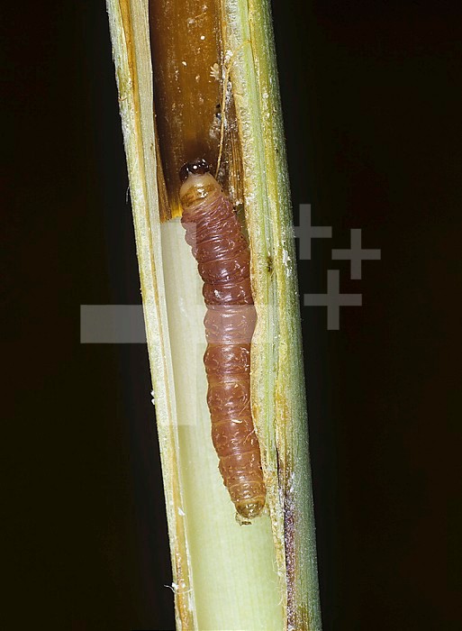 Purple Stem Borer Moth (Sesamia inferens) caterpillar inside a damaged Sugar Cane stem (Saccharum officinalis). Thailand.
