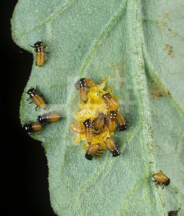 Newly hatched Colorado Beetle larvae (Leptinotarsa decemlineata) on a Tomato leaf (Lycopersicon esculentum). Italy.