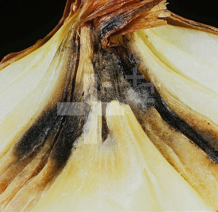 Neck Rot (Botrytis allii) infection in an Onion bulb.