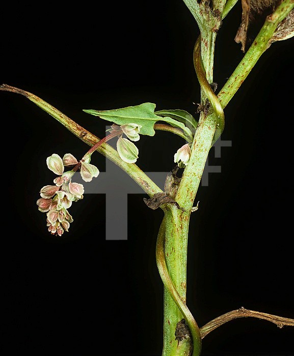 Black Bindweed (Bilderdykia convolvulus) flowers and tendrils twined round a bean stem.