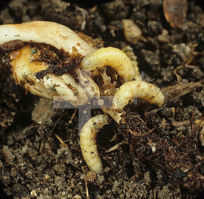 Corn Rootworm Beetle larvae (Diabrotica) feeding on Corn (Maize) root and seed.
