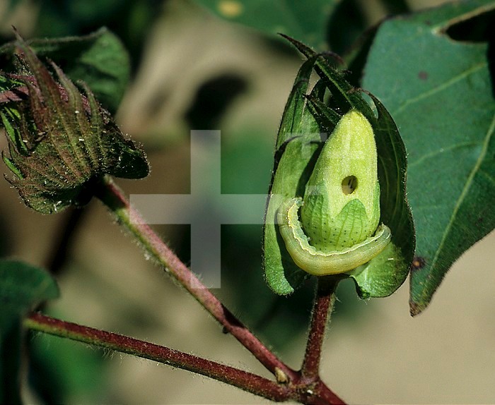 Lesser Armyworm (Spodoptera exigua) caterpillar feeding on a Cotton flower (Gossypium). Southern USA.
