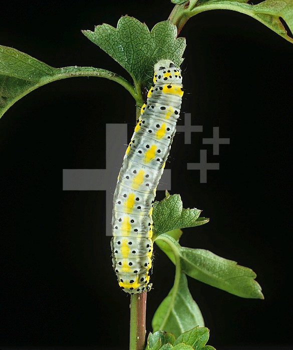 Figure-of-Eight Moth (Diloba caerouleocephala) caterpillar eating a Hawthorn leaf (Crataegus monogyna). England, UK.