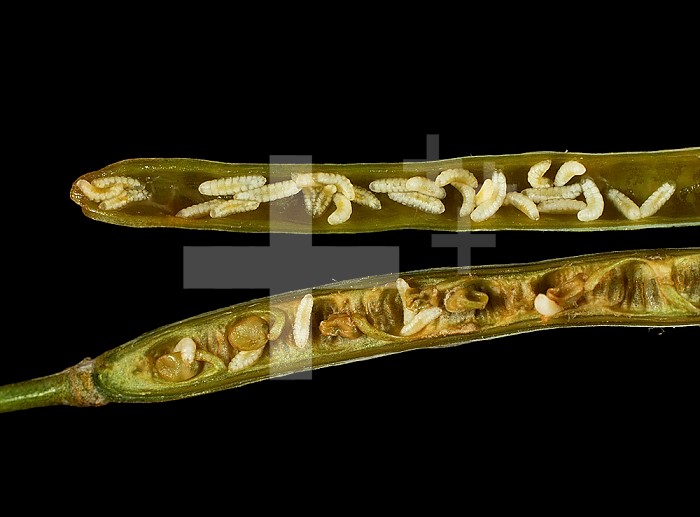 Bladder Pod Midge (Dasineura brassicae) larvae in Oilseed Rape or Canola pods (Brassica napus). England, UK.