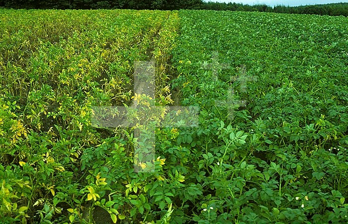 Golden Potato Cyst Nematode (Heterodera rostyochiensis) damage to an unprotected Potato (Solanum tuberosum) crop (left) next to a cultivated variety resistant to the pest (right).