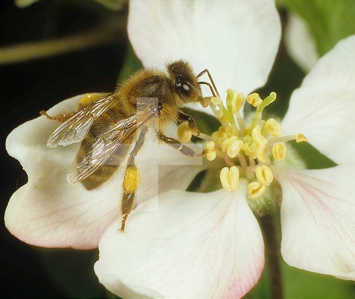 Honey Bee (Apis mellifera) collecting pollen from an Apple flower (Malus communis).