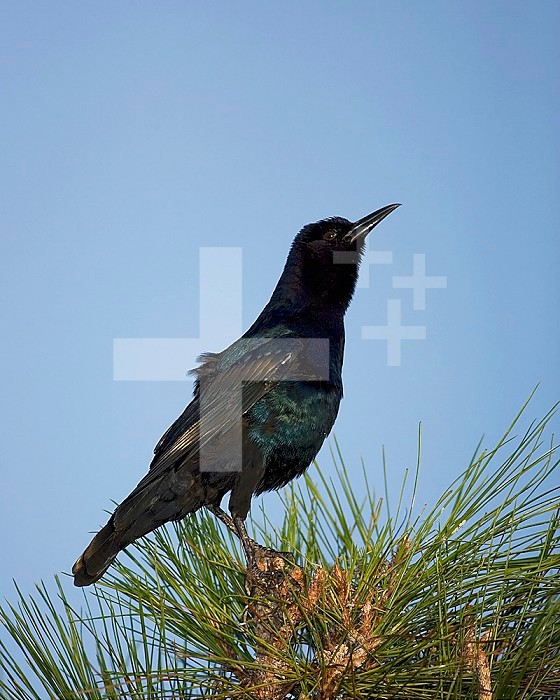 Boat-tailed Grackle (Quiscalus major).