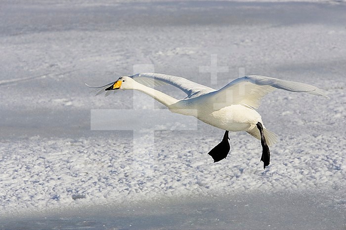 Whooper Swan in flight ,Olor cygnus,.