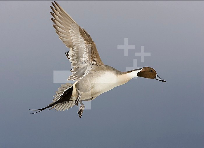 Northern Pintail ,Anas acuta, male in flight, North America..