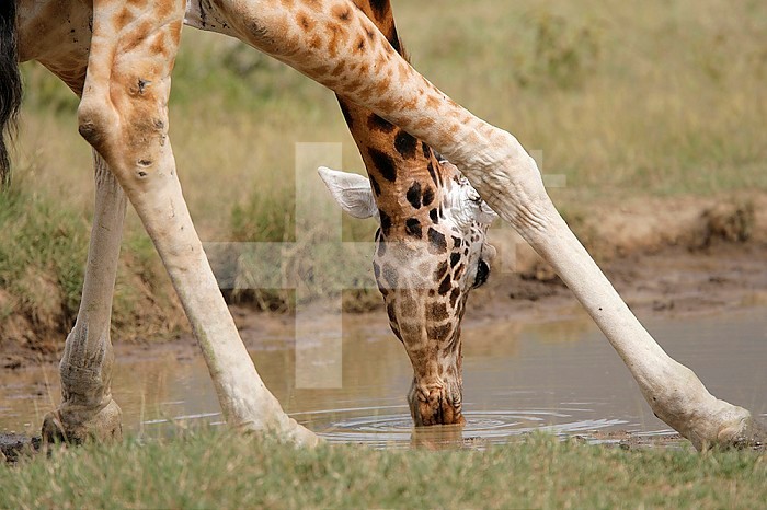 Rothschild's Giraffe drinking ,Giraffa camelopardalis rothschildi,, East Africa.