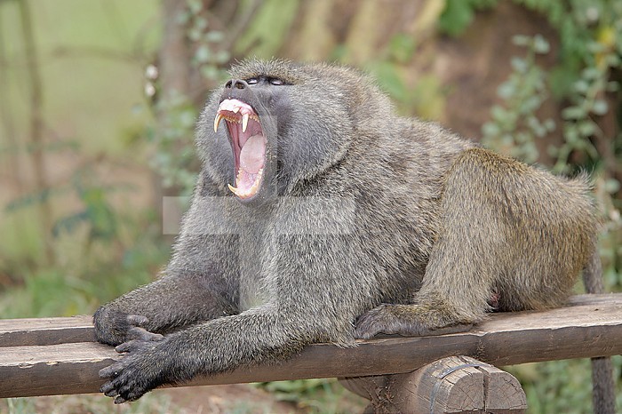 Olive Baboon Yawning (Papio anubis).