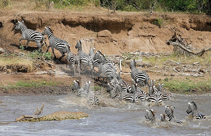 Burchells Zebras ,Equus burchelli, crossing the Mara River with a Nile Crocodile ,Crocodylus niloticus, nearby waiting to prey or scavenge on drowned animals. Kenya, East Africa.