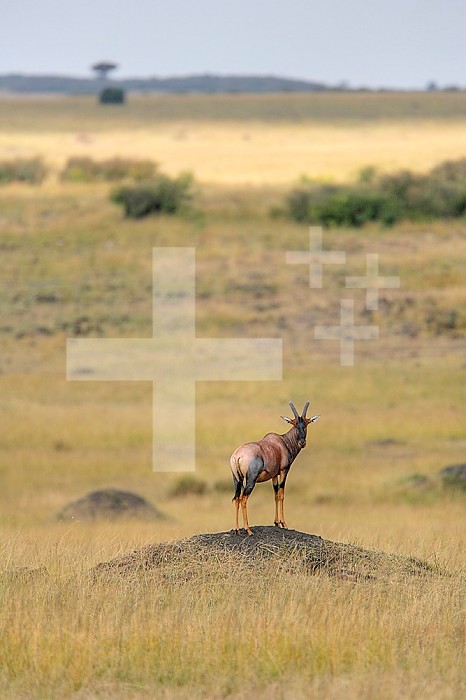 Topi on an eroded termite mound on the African savanna ,Damaliscus lunatus,. Kenya.