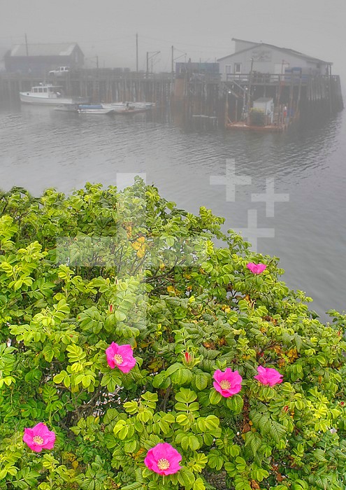 Seaside Roses ,Rosa rugosa, & Wharf. \r\n