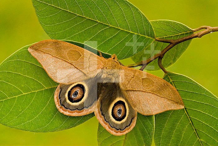Saturnid Moth adult male showing its eyespots on its wings (Leucanella lynx). Ecuador.