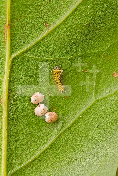 Silkmoth eggs and a newly hatched caterpillar (Rothschildia hesperus). Ecuador.