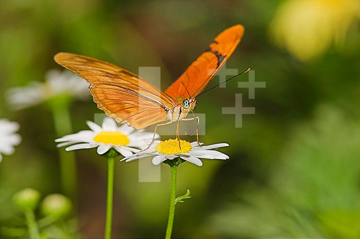 Julia Butterfly ,Dryas julia, sipping nectar from a Daisy in southern Arizona, USA.