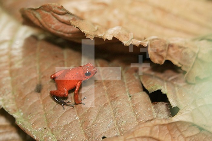 Strawberry Poison Dart Frog ,Dendrobates pumilio,.