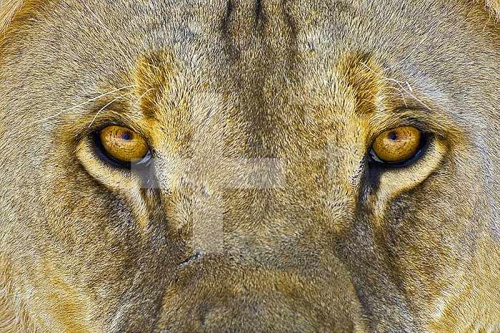 Male African Lion eyes ,Panthera leo,, Etosha Pan National Park, Namibia, Africa.