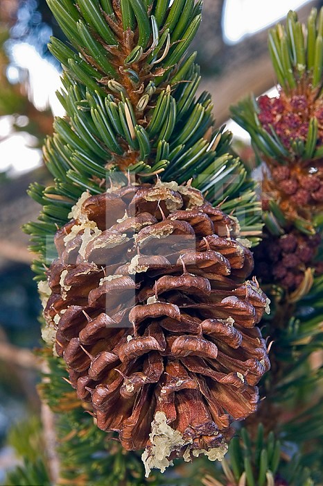 Bristlecone Pine tree cone ,Pinus longaeva,. White Mountains of California, USA, some of the oldest living trees.