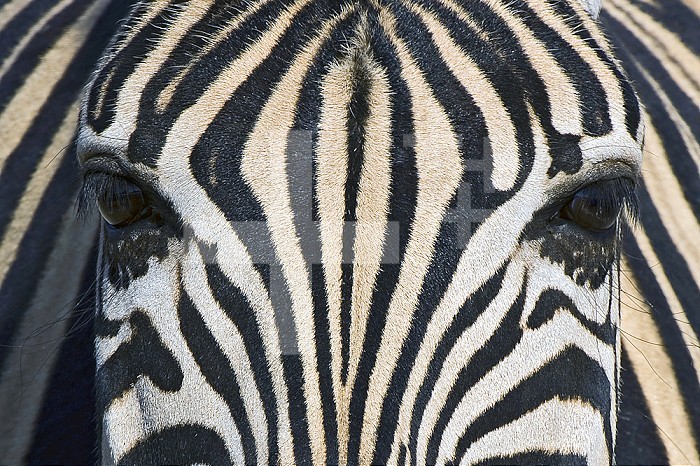 Close-up of Burchell's Zebra eyes and facial stripe pattern ,Equus quagga burchellii,, Etosha Pan National Park, Namibia, Africa.