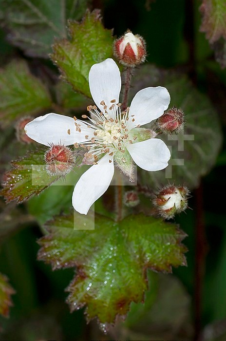 California Blackberry ,Rubus ursinus,, Russian Gulch State Park on the Northern California Coast, USA.