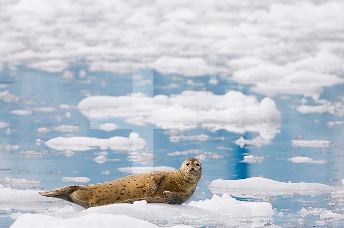 Harbor Seal on ice ,Phoca vitulina, in Prince William Sound, Alaska, USA.