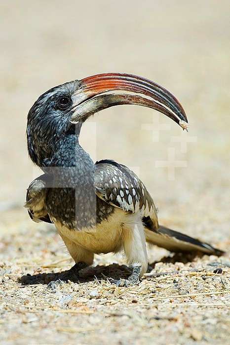 Monteiro's Hornbill ,Tockus monteiri,, Etosha Pan National Park, Namibia, Africa.