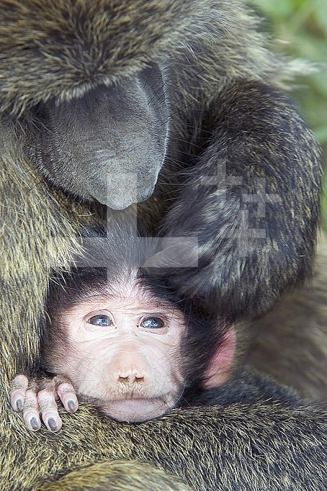 Olive Baboon and its young being groomed ,Papio anubis,,  Lake Nakuru National Park, Kenya, Africa.