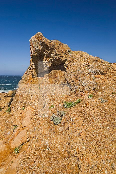 Carmelo Formation of sedimentary conglomerate rock, 60 million years old, Point Lobos State Park, California, USA.