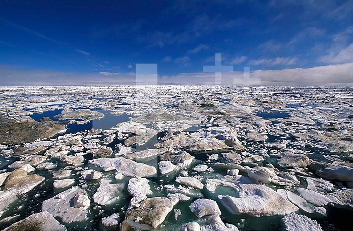 Melting pack ice in the Chukchi Sea, Arctic Ocean.