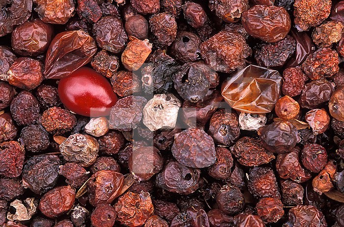 Dried cranberries, Cape Cod.  Cranberries are thought to have many health benefits including anti-oxidant properties.