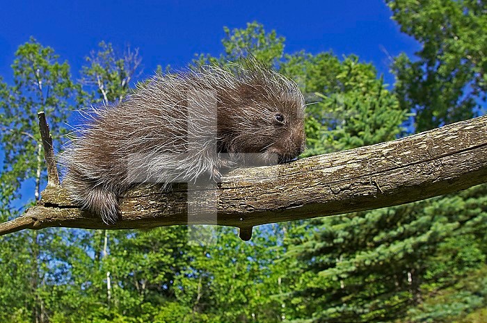 Baby Porcupine on a tree branch ,Erethizon dorsatum,, North America.