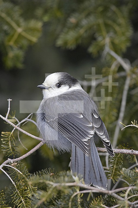 Gray Jay (Perisoreus canadensis), USA.